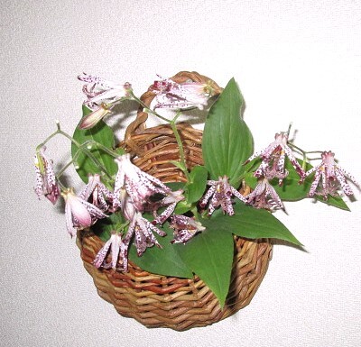 稀少★アケビ蔓編み 花籠 円形 丸型 壁掛け花籠 掛け花籠 花入れ 花生 小物入 花瓶 インテリア ディスプレイ★華道 茶道拍卖