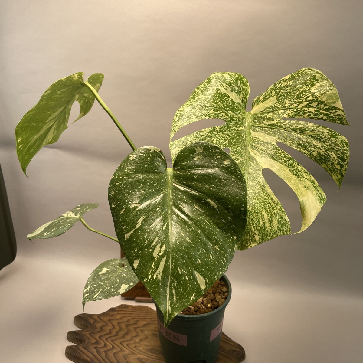 Monstera star light モンステラ・スターライト 斑入り 希少品種 XS61拍卖