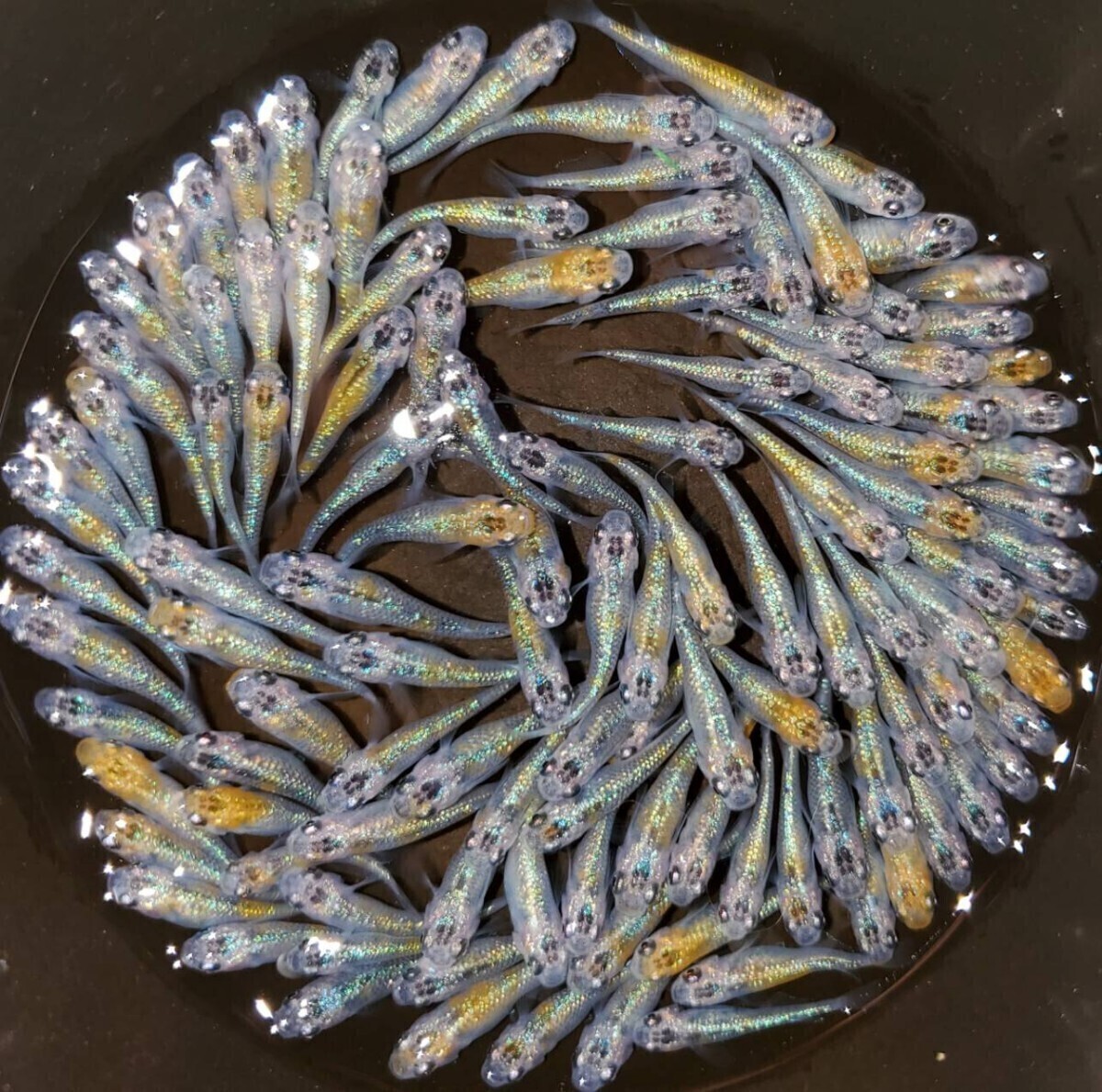 夜桜メダカ 100匹 青ラメ系 めだか 現物 生体 (ユリシス)拍卖