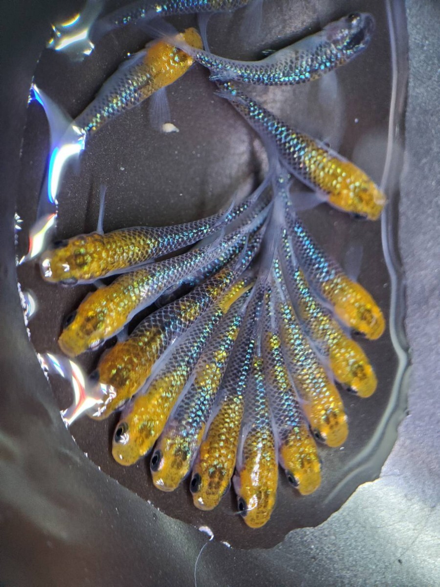 夜桜メダカ10匹 ラメ めだか 現物 生体 ユリシス拍卖