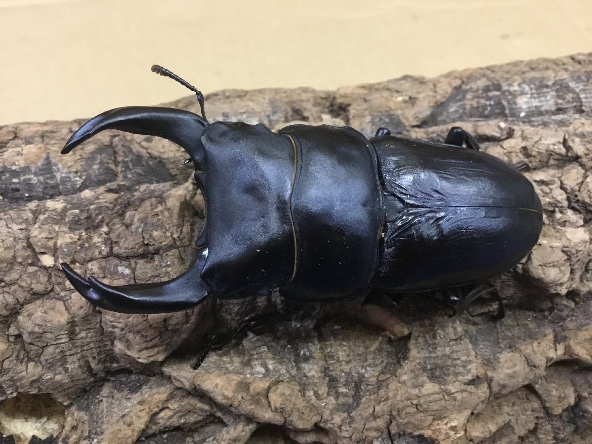 能勢SR血統 成虫ペア♂88.0ミリ♀58.3ミリ【繁殖オオクワガタ】拍卖