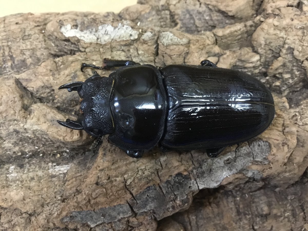 能勢SR血統 ♀1頭 57.6ミリ【繁殖オオクワガタ】拍卖