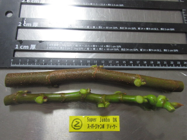 スーパージャンボディーケー②☆Super Jumbo DK☆穂木2本セット☆イチジク☆希少種☆1円スタート☆強樹勢☆レア品種拍卖