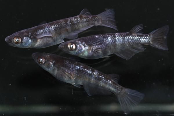 【めだかの館】 和墨白銀 【現物】 オス1匹メス2匹 サイズM~L DN2114 現物販売! 送料無料!拍卖