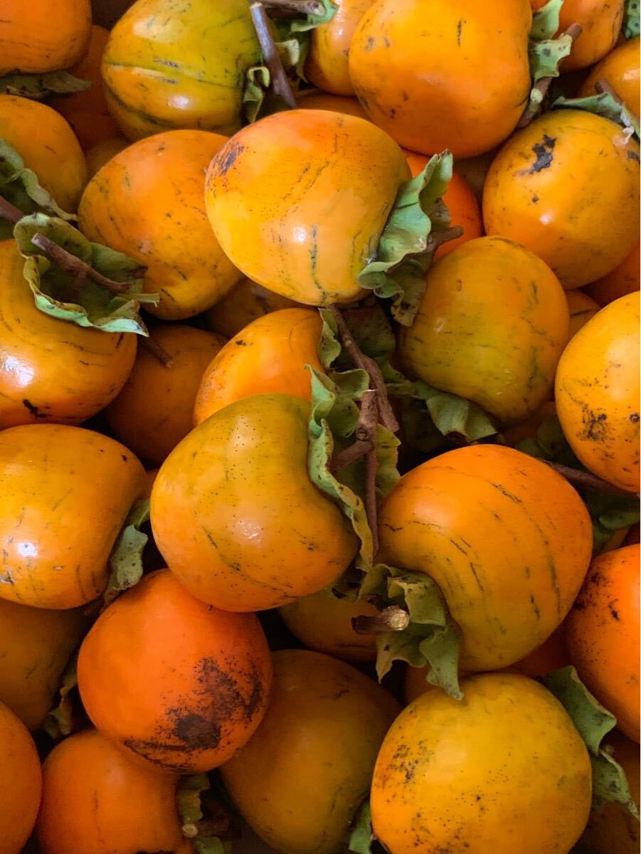 渋柿14キロ 蜂屋柿 干し柿用拍卖