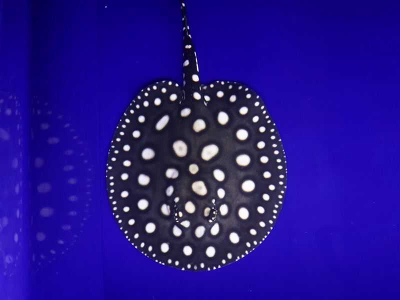 白抜け抜群のホワイトスポットダイヤモンドポルカ♂ 体盤±17cm拍卖