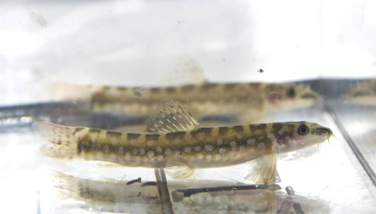 ☆ダイアモンドローチ=ギュンテリーローチ☆拍卖