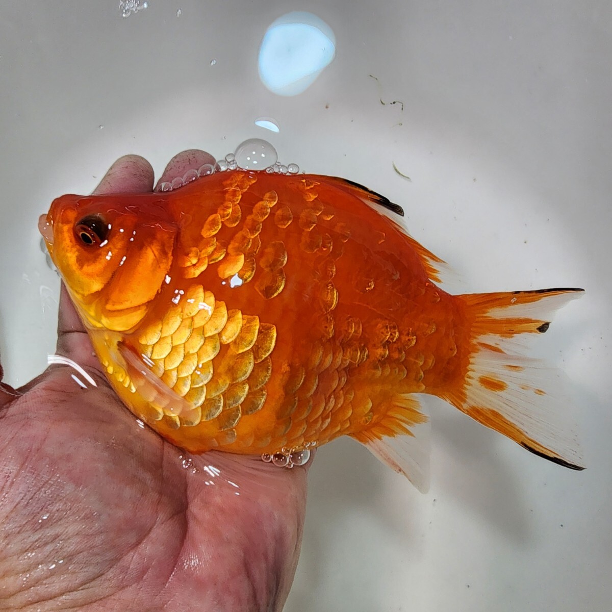 1円スタート 丸新 モンスター ジャンボ 玉サバ カワリ 約20センチ 拍卖