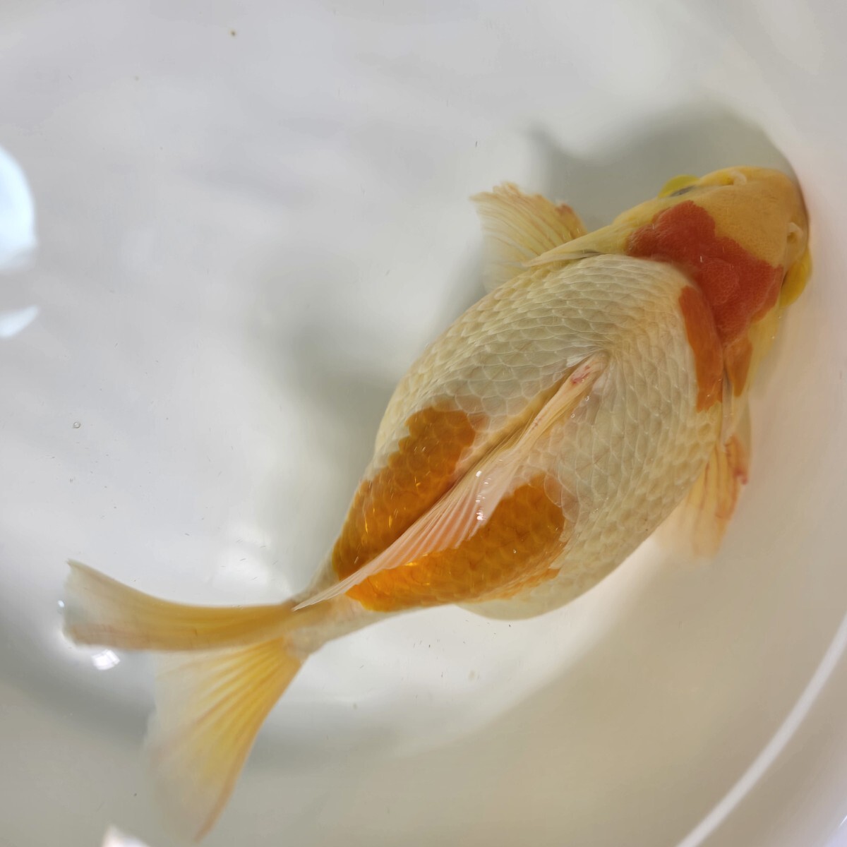 超希少個体 丸新 スペシャルモンスター ジャンボ 玉サバ 超ビック個体 約25cm 希少色 黄白 短尾拍卖