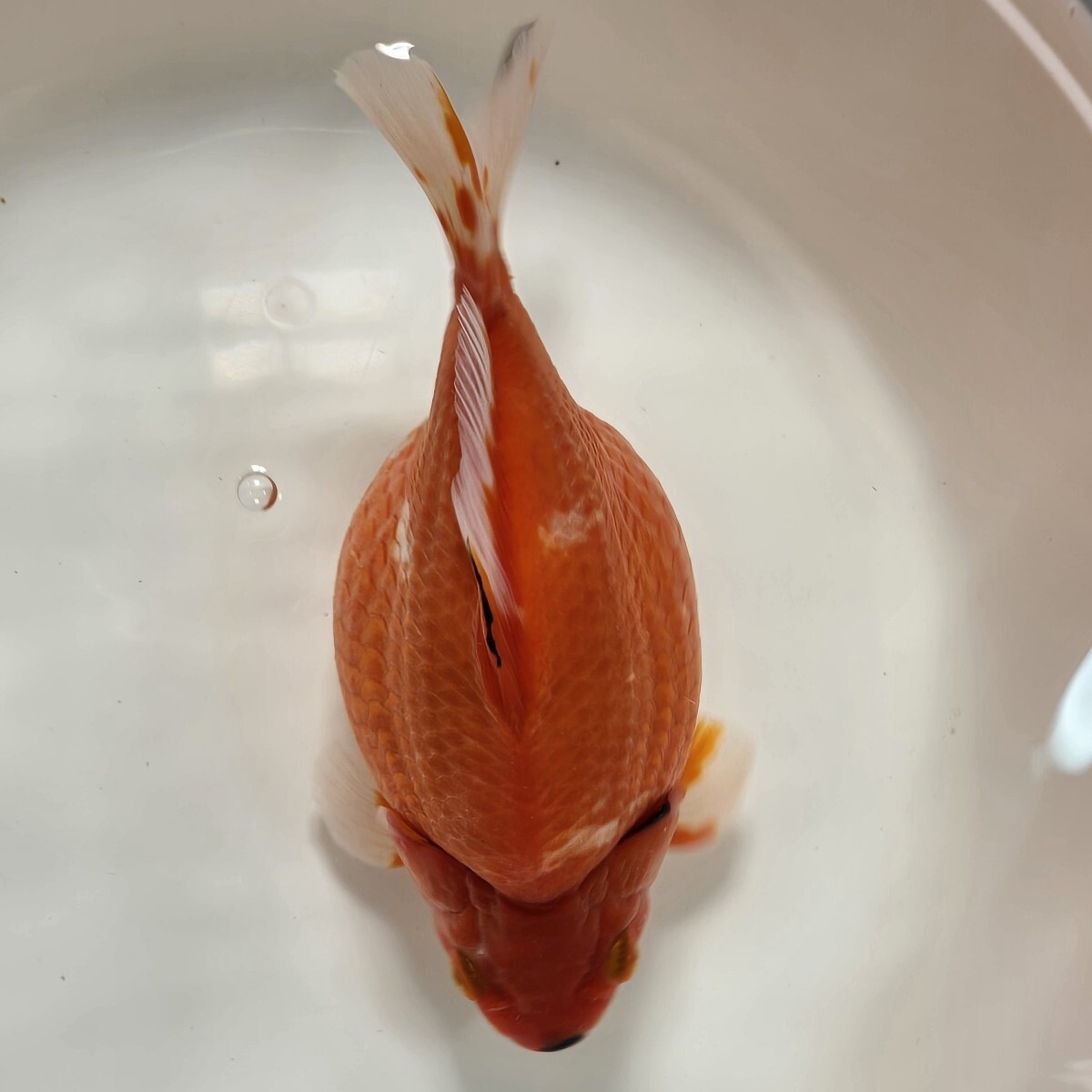 丸新 スペシャルモンスター ジャンボ 玉サバ ビッグ個体 約22cm 極太レッド拍卖