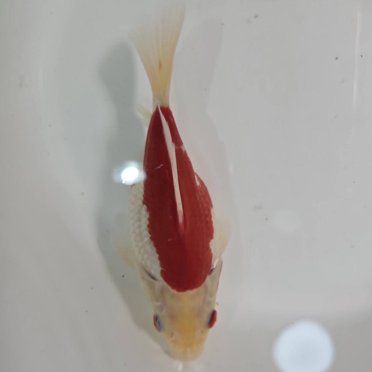 1円スタート 丸新 モンスター ジャンボ 玉サバ 2歳 約19センチ 拍卖