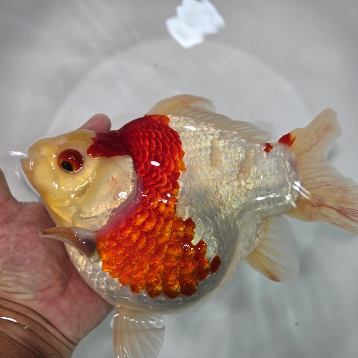 1円スタート 丸新 ビッグモンスター ジャンボ 玉サバ 約25センチ 短尾拍卖