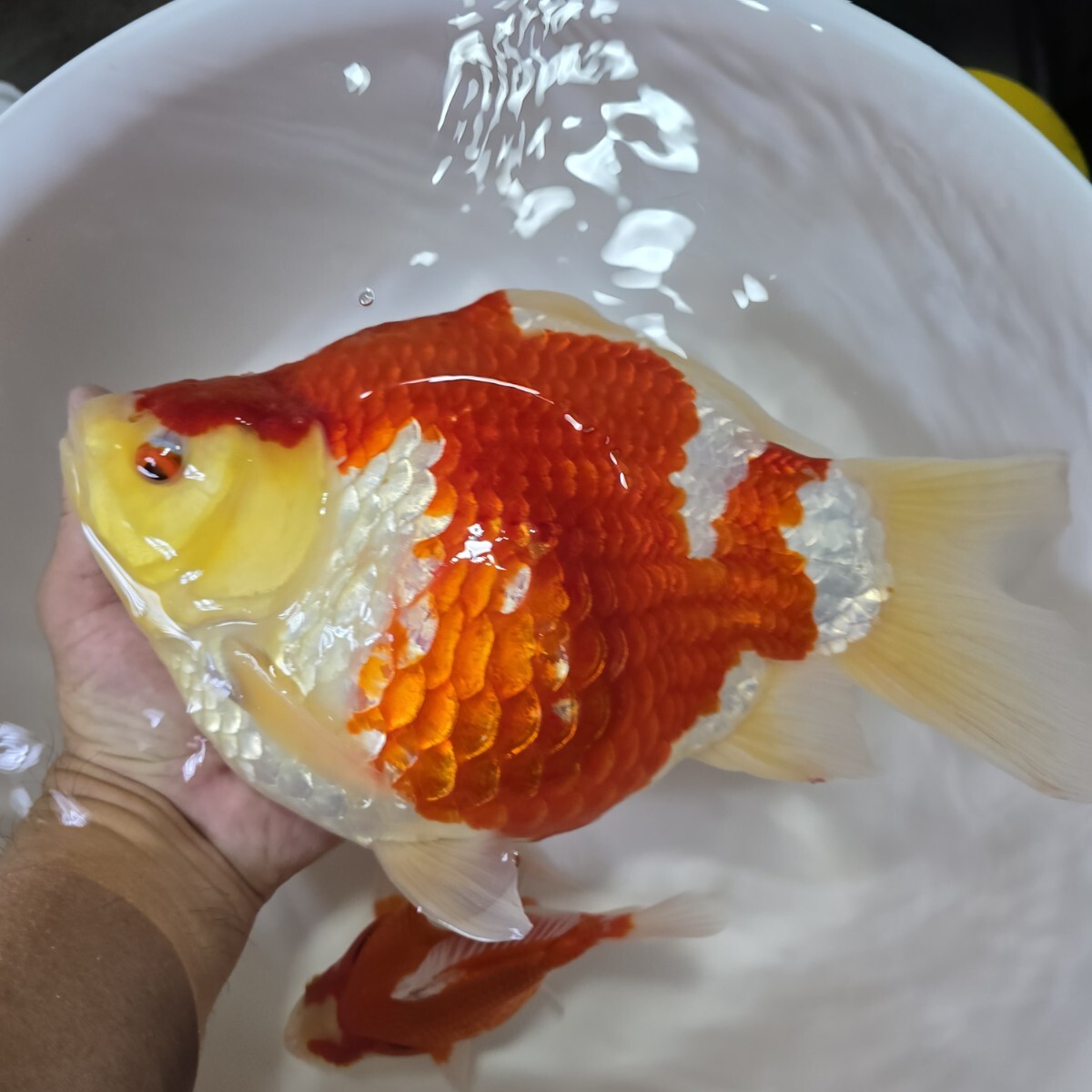 驚愕 丸新 超超ビッグモンスター ジャンボ 玉サバ スペシャル個体拍卖