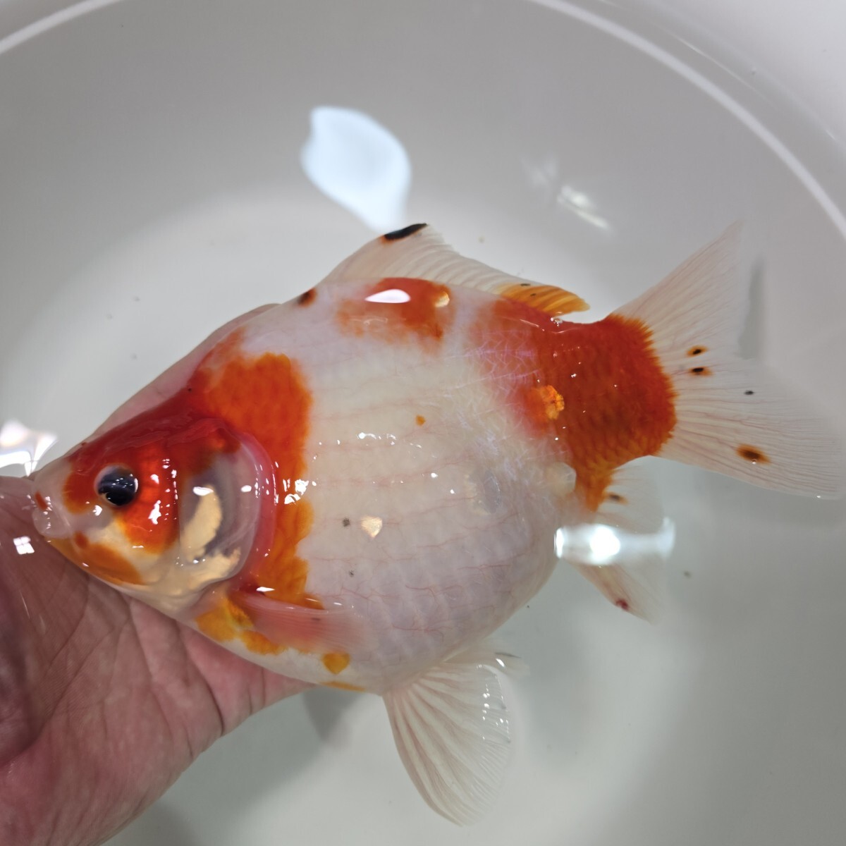 1円スタート 丸新 モンスター ジャンボ 玉サバ サクラ 約23センチ 極太個体拍卖