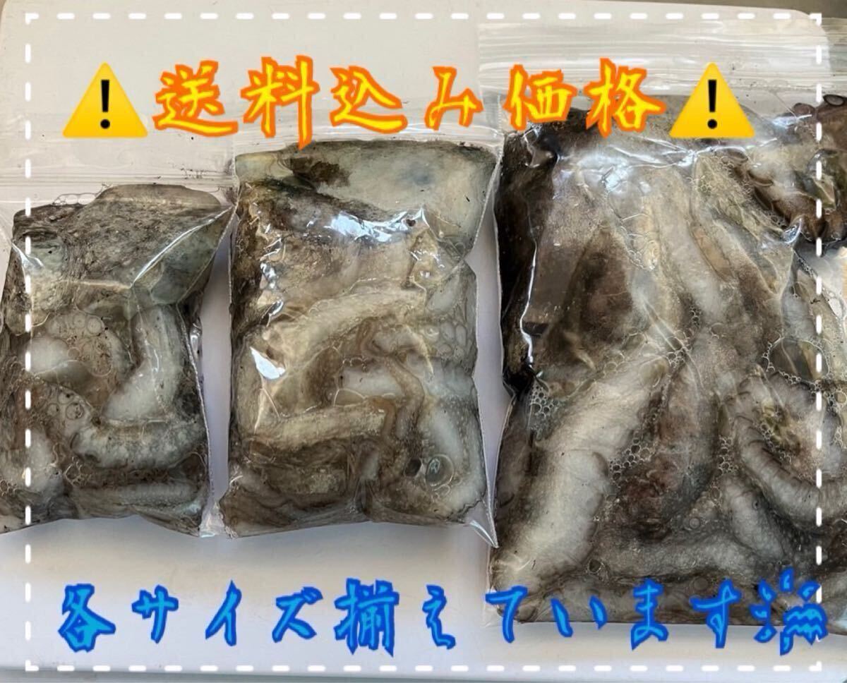 沖縄県産シガヤーダコ大サイズ1kg拍卖