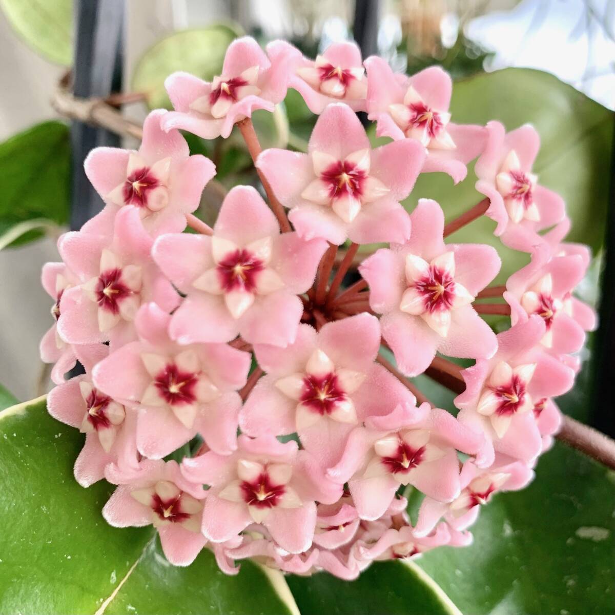 【3】観葉植物 ポットごと ホヤ カルノーサ サクララン 斑入り リップカラー 丈夫で育てやすくかわいい花が咲きます。拍卖