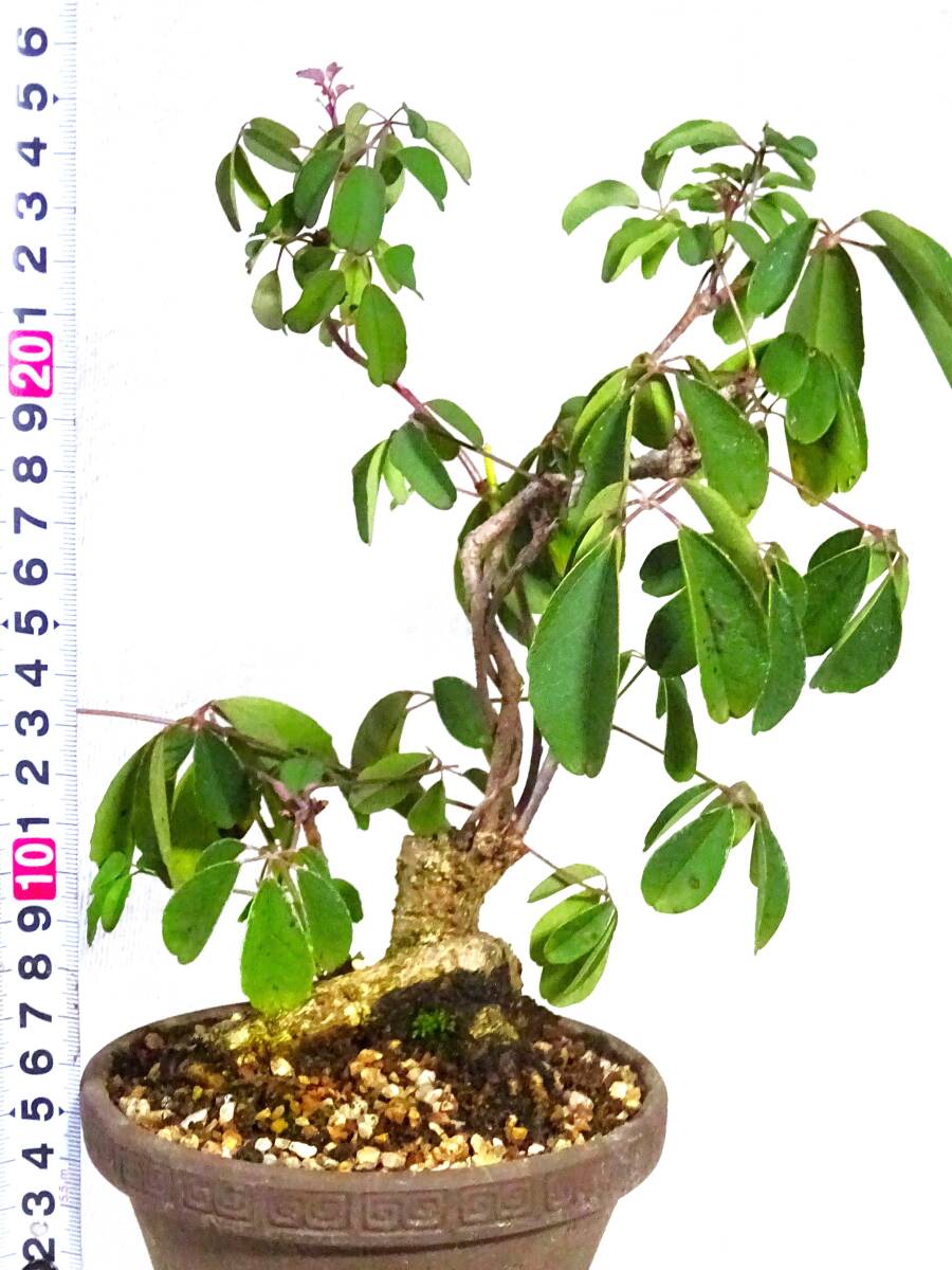 アケビ盆栽 5枚葉 アケビ あけび 小品盆栽拍卖