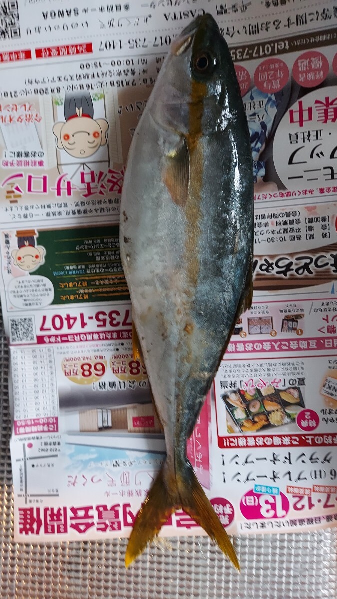 天然ヒラマサ45cm700g1匹1050円即決拍卖