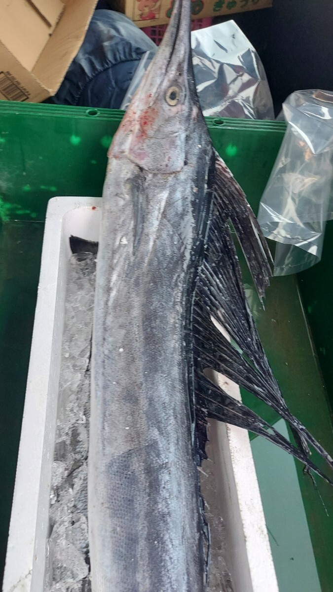 巨大カジキマグロ130cm7.0k1匹6980円即決拍卖