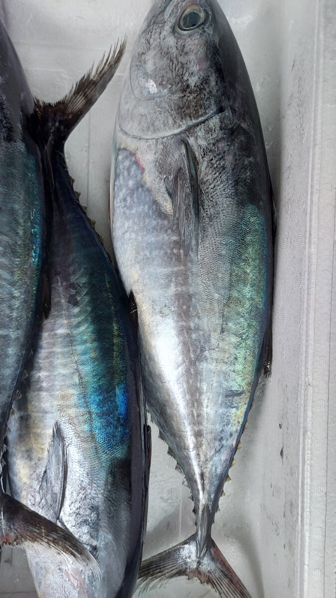 本マグロ35cm460~560g位1匹598円即決拍卖