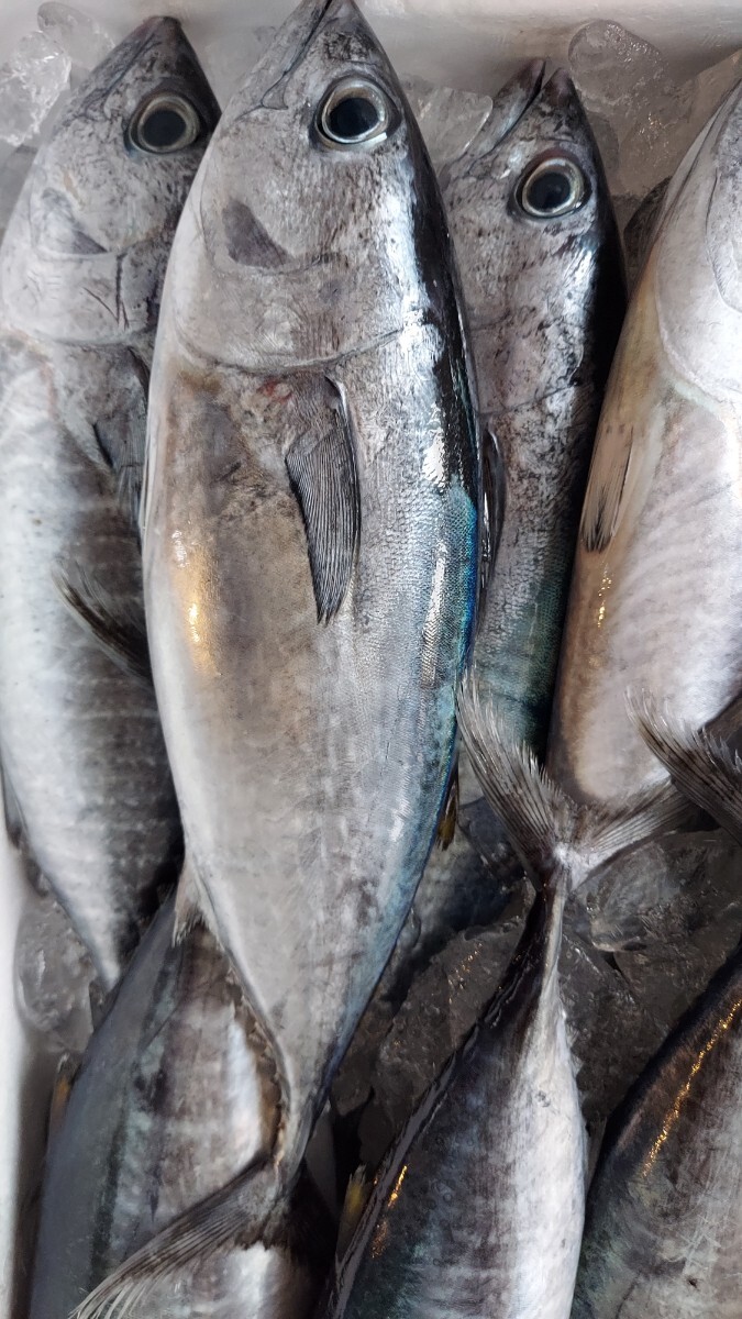 本マグロ40cm 600~700g位1匹798円即決拍卖