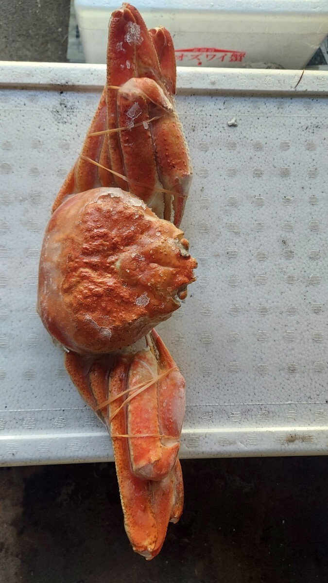 巨大ずわいがに600~620g位1匹2790円即決拍卖