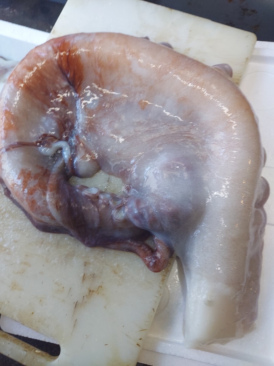 (生)特大タコ足75cm1080~1150g1本1898円即決拍卖