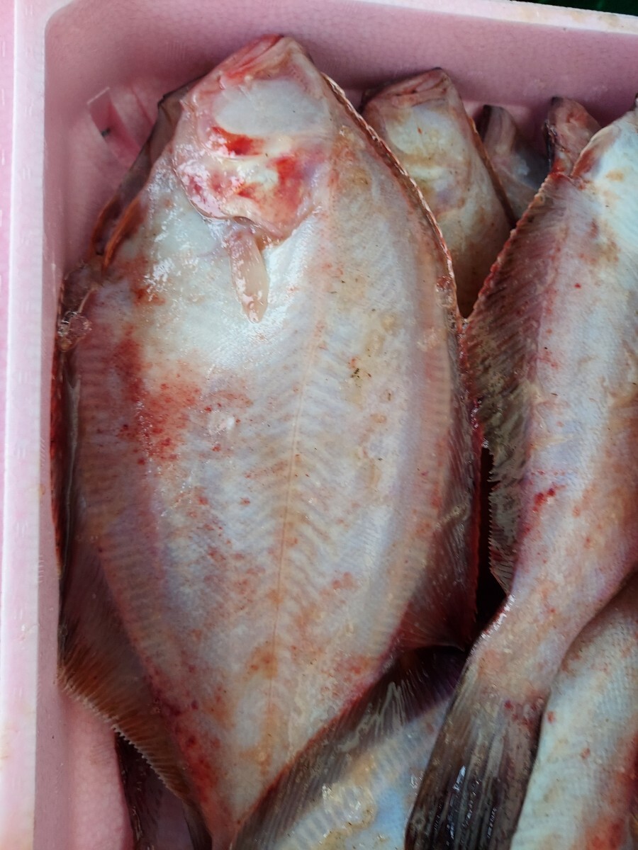 アカガレイ中35cm 150~230g位1匹348円即決拍卖