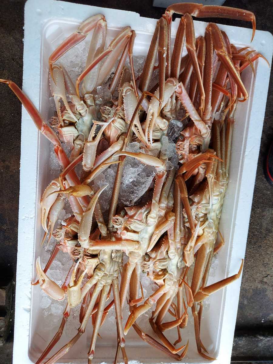 ボイルまつばかに(大ズワイ種)大40cm300g1匹1390円即決。拍卖