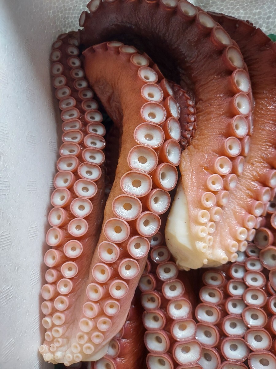 煮マダコ足40cm 2本(計650g位)セット1750円即決拍卖