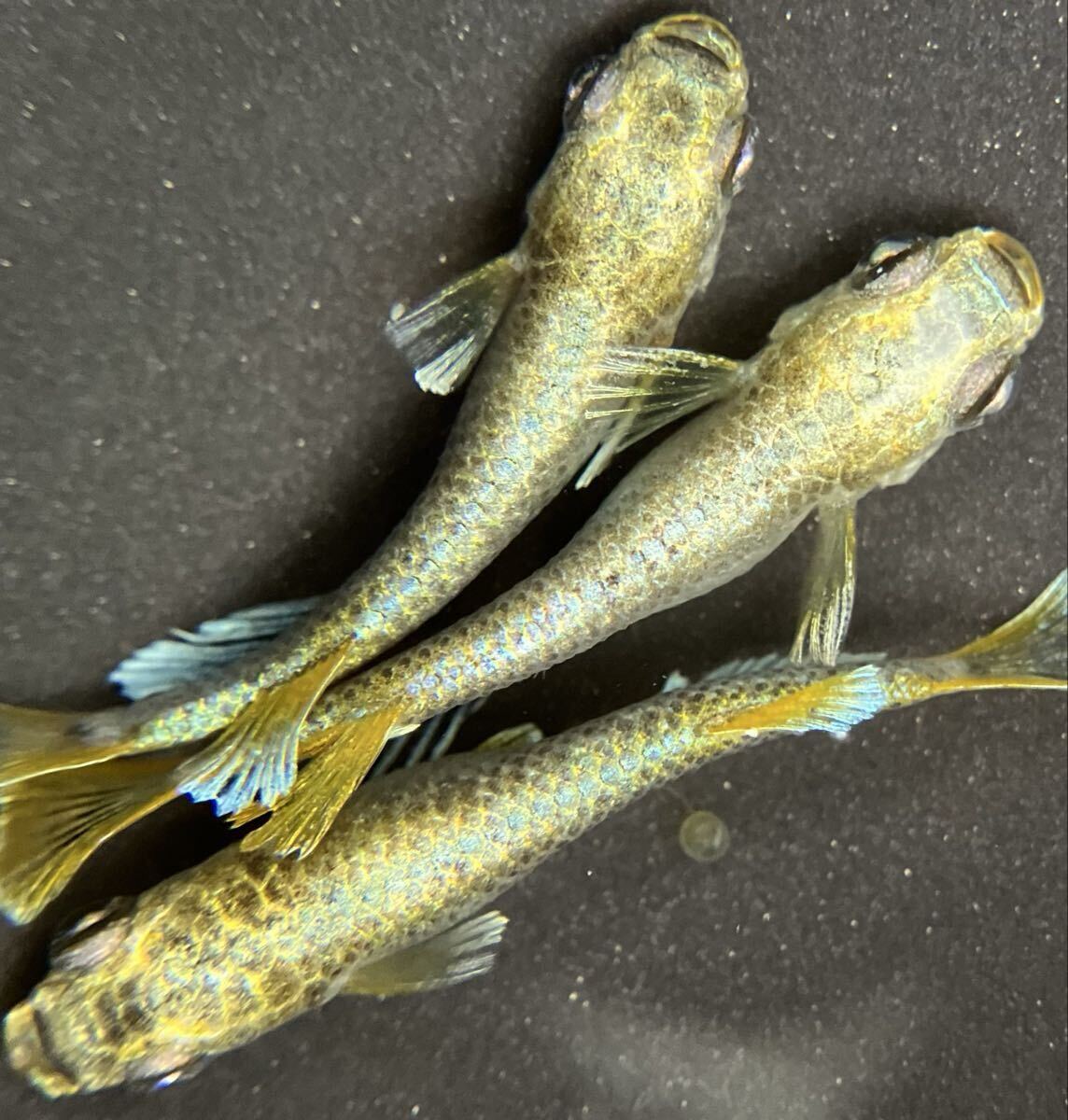 【めだか柱】極上【マネー】種親候補オス1メス2 -種親は夢中メダカ様直系個体-【メダカ柱】検索 金箔 マーメイド 銀洒 星ラメ ギラティナ拍卖