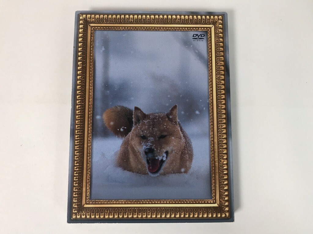 TT794 電気グルーヴ / レオナルド犬プリオ 【DVD】 0828拍卖