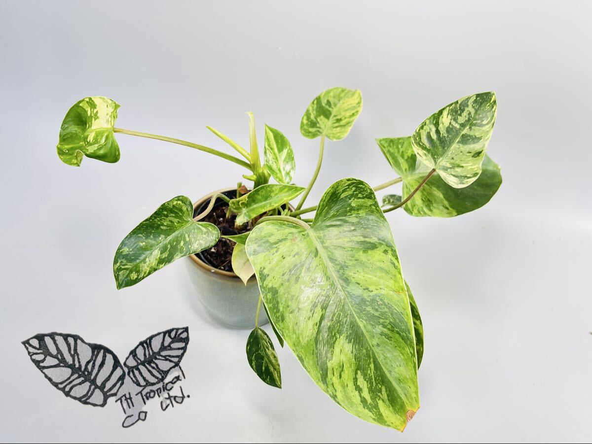 「455」1円スタート! Philodendron Emerald Queen Variegated フィロデンドロン エメラルドクィーン 斑入り拍卖