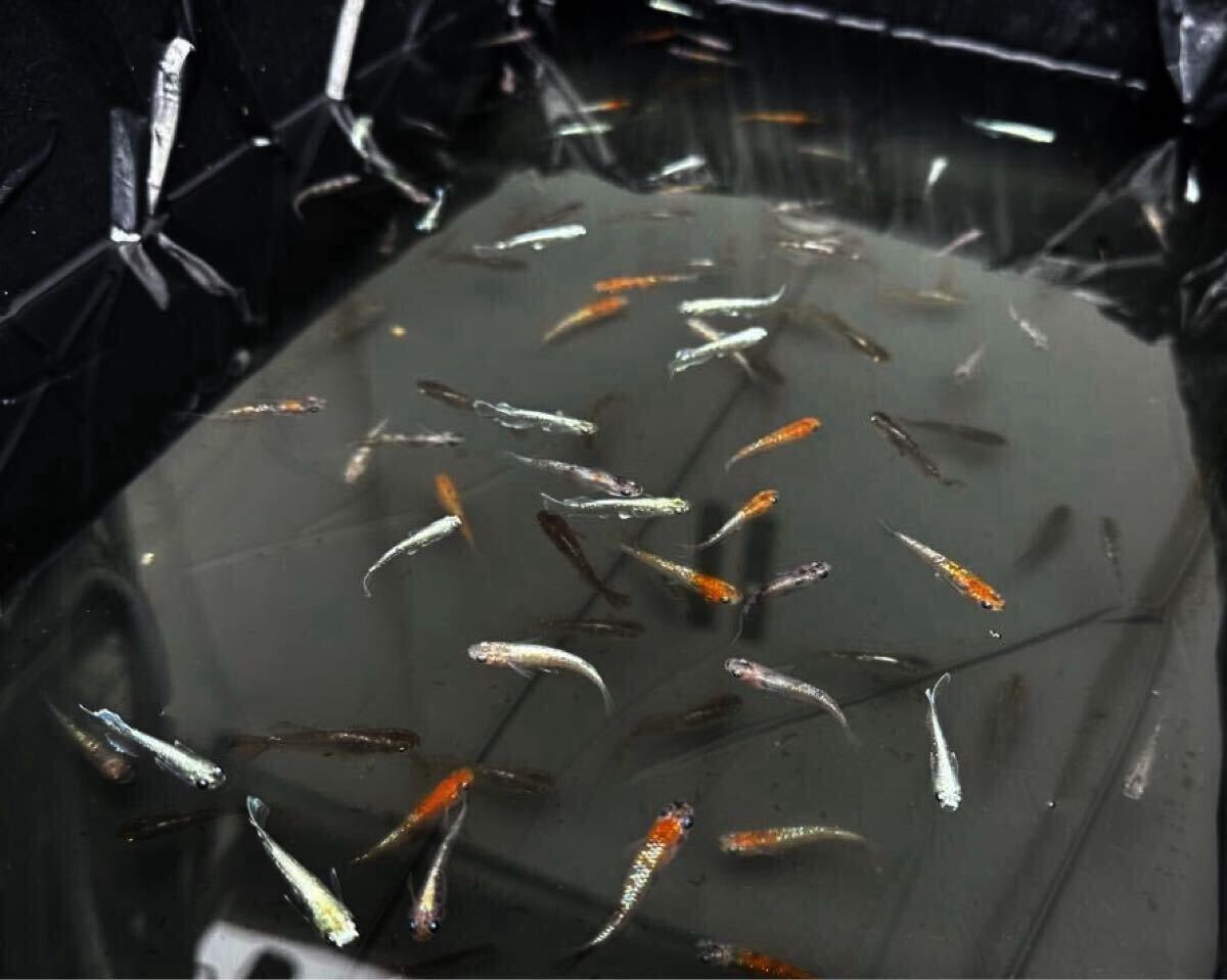 画像全部(約100匹)若魚品種ミックス 三色ラメ体外光 白朱赤ラメ体外光斑 動画あり拍卖