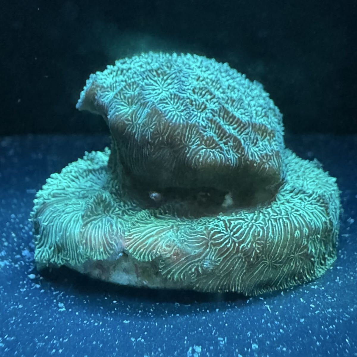 ② サオトメシコロ サンゴ プラグ 約2.8cm から 約3cm プラグに接着 プラグ フラグ拍卖