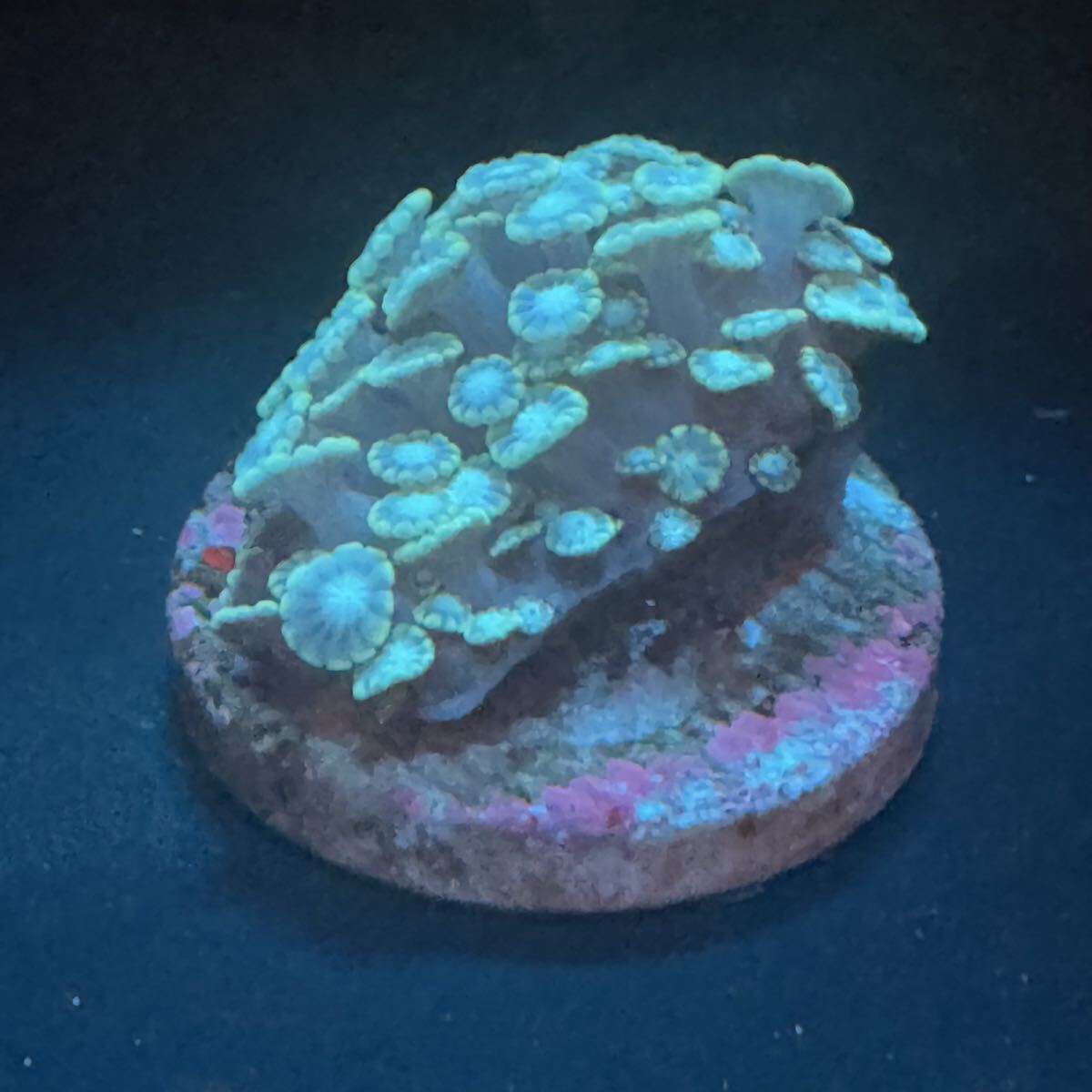 ① エダアワサンゴ サンゴ 約2.8cm プラグに接着 LPS フラグ プラグ拍卖