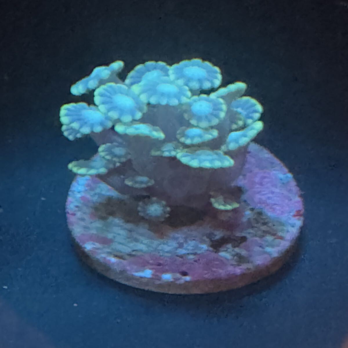 ② エダアワサンゴ サンゴ 約2.8cm プラグに接着 LPS フラグ プラグ拍卖