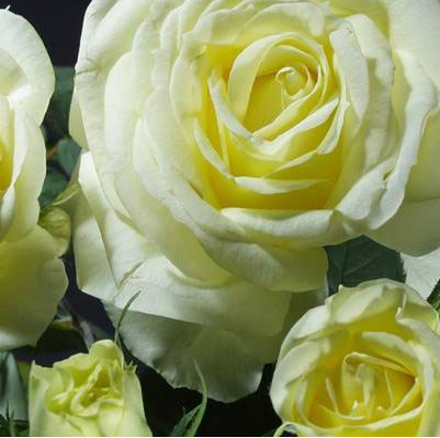 ★ミニバラ★ベルガモフォーエバー★香り★4寸★大輪★拍卖