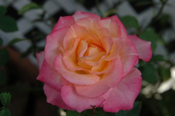 ★ミニバラ★デユエットコルダナ★香り★愛安様★レア品大輪★拍卖