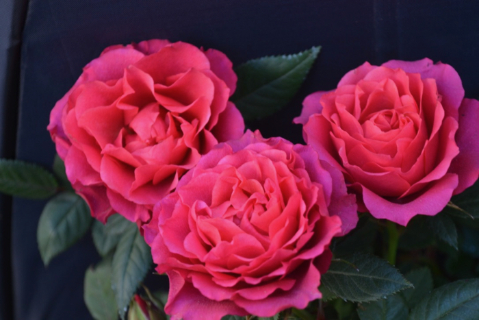 ★ミニバラ★ピンキーアロハ( KORUDANA)★新品種★新入荷★拍卖