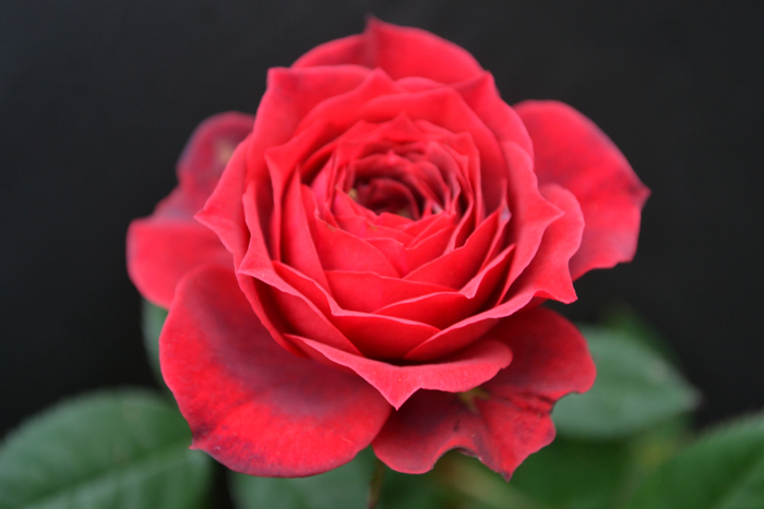 ★ミニバラ★スカーレットメルセデス(コルダナ)★赤黒★新入荷★拍卖