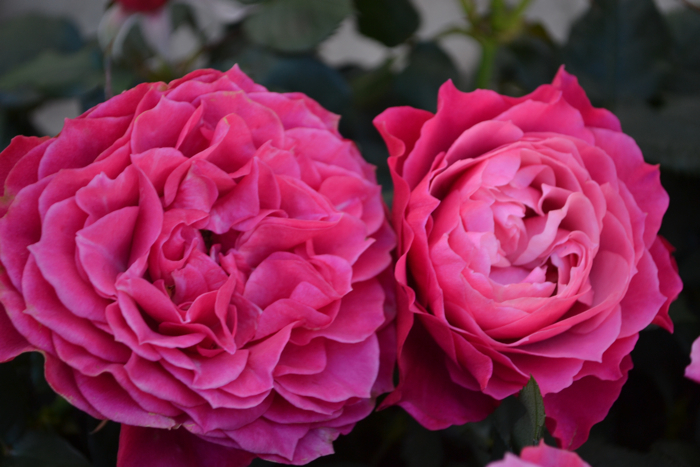 ★ミニバラ★マジョーレ(フォーエバー)★4寸★新入荷拍卖