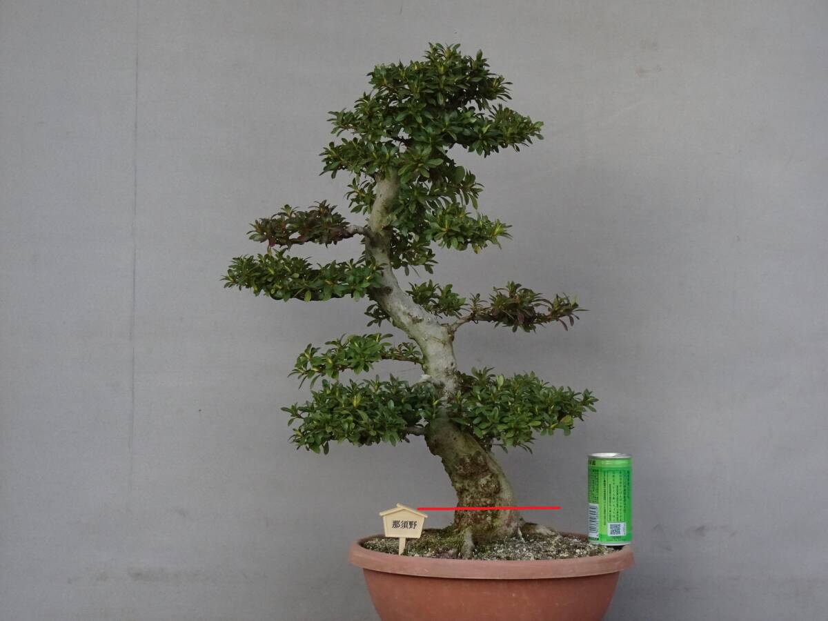 【趣味のさつき】花のきれいな希少品種 「那須野」 樹高 56㎝ 幹回り 22㎝ 皐月盆栽 拍卖