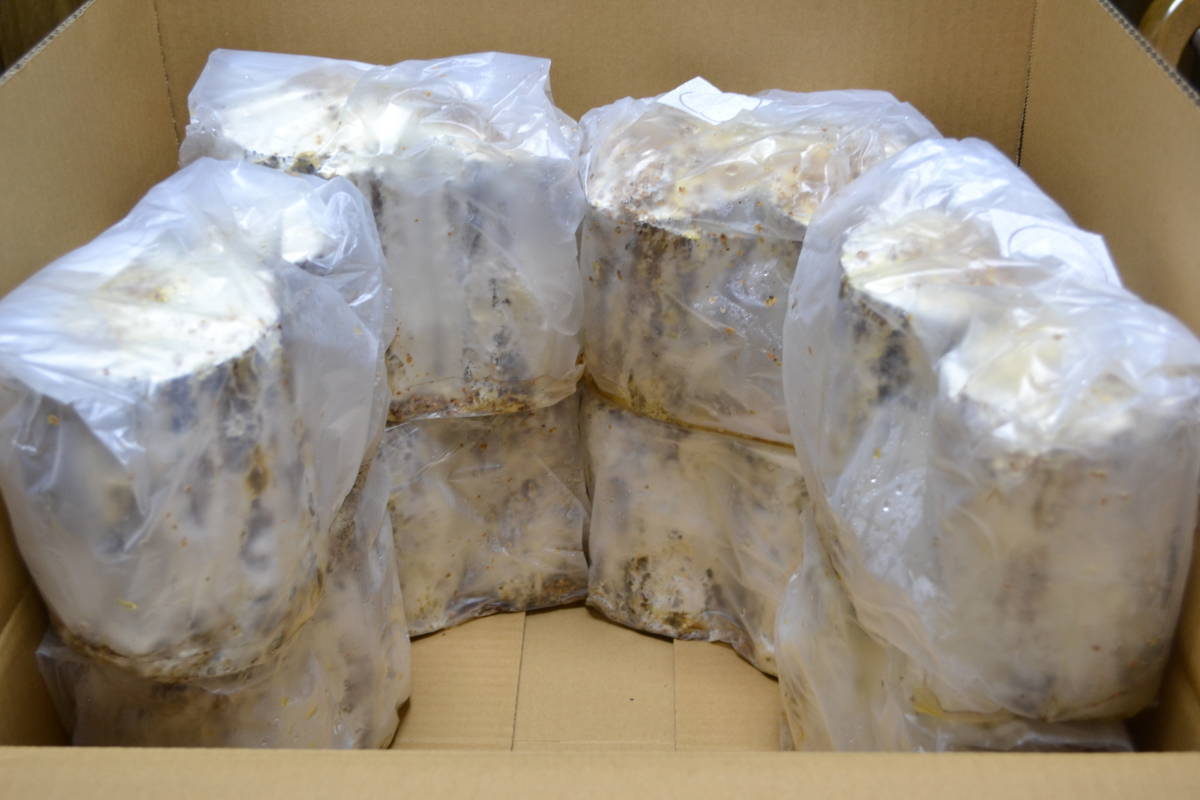 爆産カワラ材 L/Mサイズ 太め 8セット 合計16本 堅め BEE BREED 25拍卖