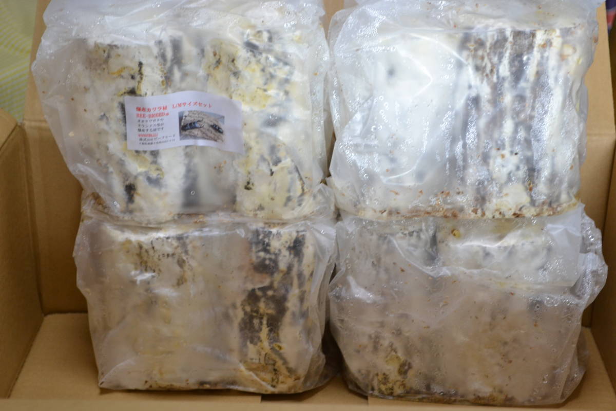 爆産カワラ材 L/Mサイズ 4セット 合計8本 BEE BREED 25拍卖