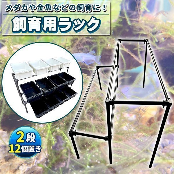メダカ飼育黒ラック 2段12個置き めだか飼育棚 めだか飼育棚 容器棚 めだか容器産卵撮影 ビオトープ ゾウリムシ PSB ミジンコ 培養 針子拍卖