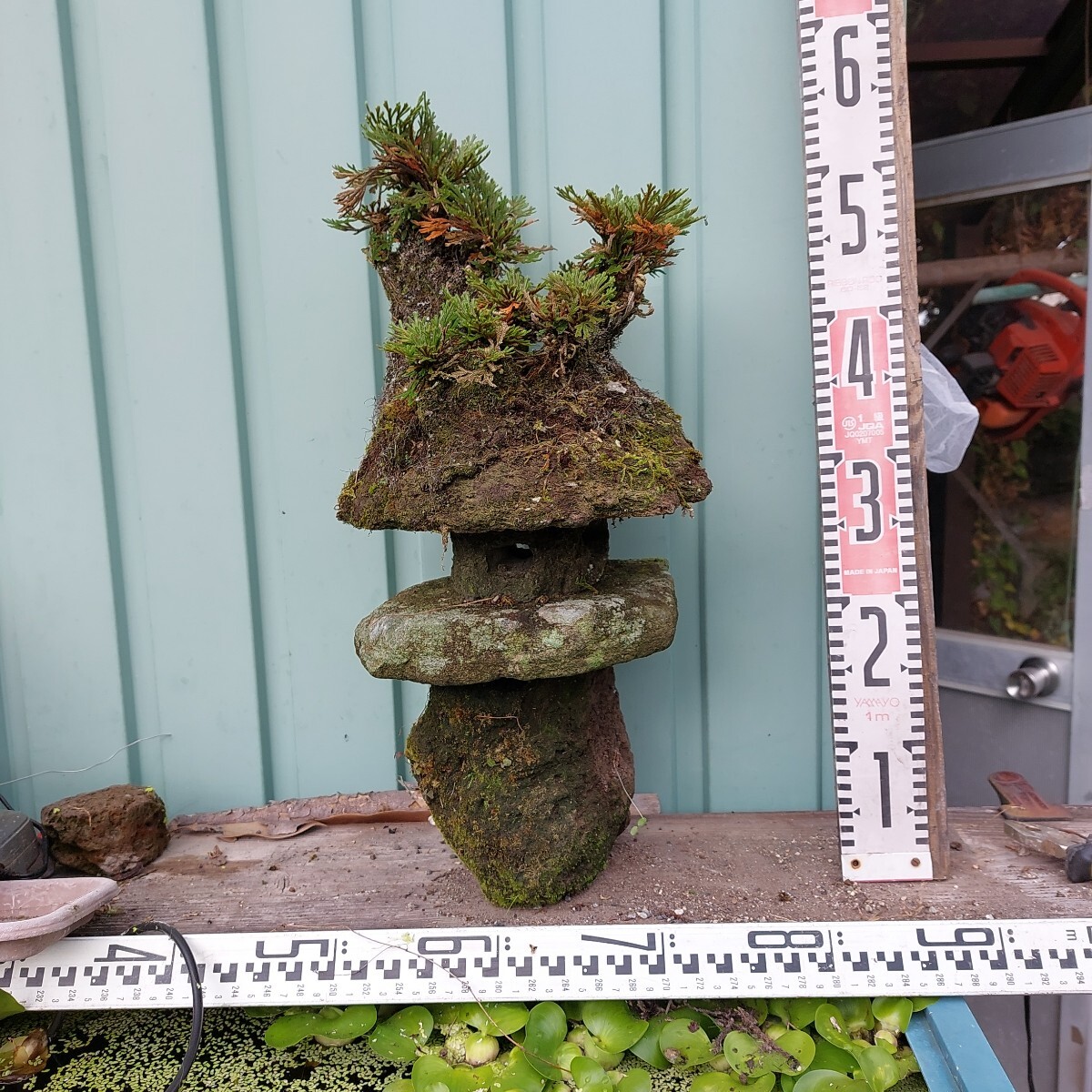 直ぐ苔の着く軽石☆岩松☆イワヒバ☆軽石灯篭②拍卖