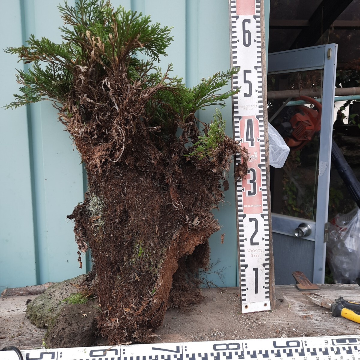 直ぐ苔の着く軽石☆岩松☆イワヒバ☆③拍卖