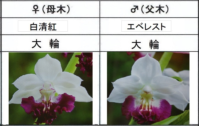 80えびね欄 70 白清紅×エベレスト 交配未開化苗 山野草エビネラン拍卖