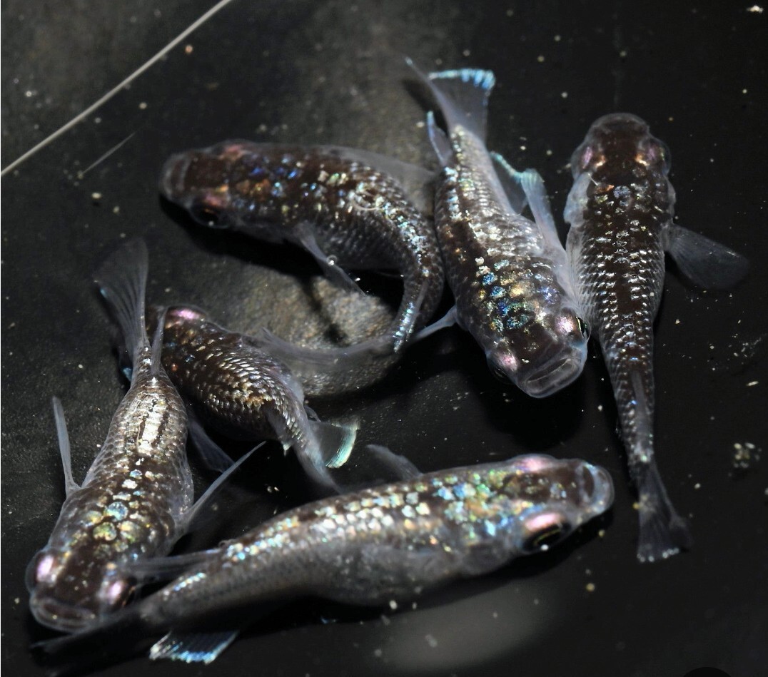 【はるしおメダカ】クラウドグレーダイヤ ダルマ 有精卵15個 +α 拍卖